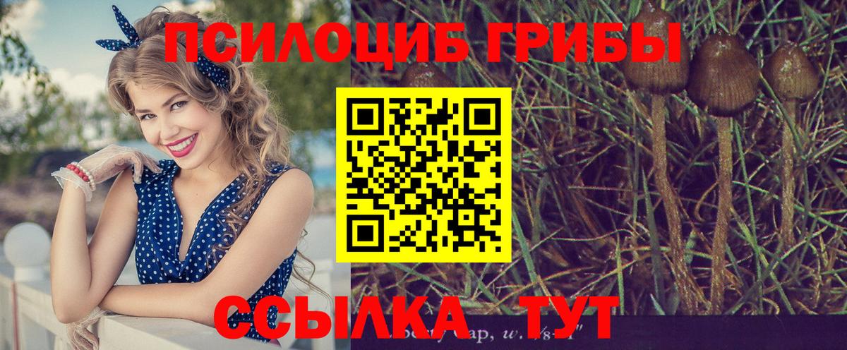 Галлюциногенные грибы Cubensis Элиста